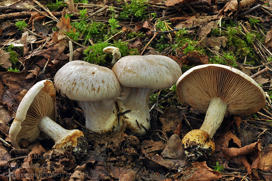 Cortinarius boudieri Ockergrauer Buchen-Klumpfuß