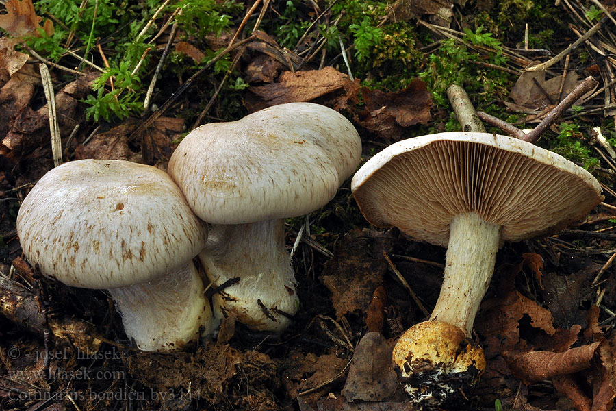 Cortinarius boudieri Паутинник Будье