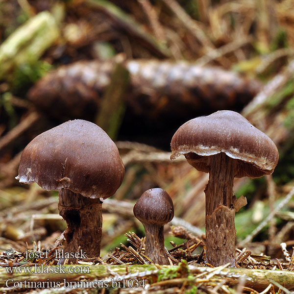 Cortinarius brunneus bi1034