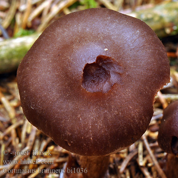 Cortinarius brunneus bi1036