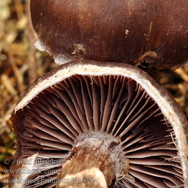 Cortinarius brunneus bi1038