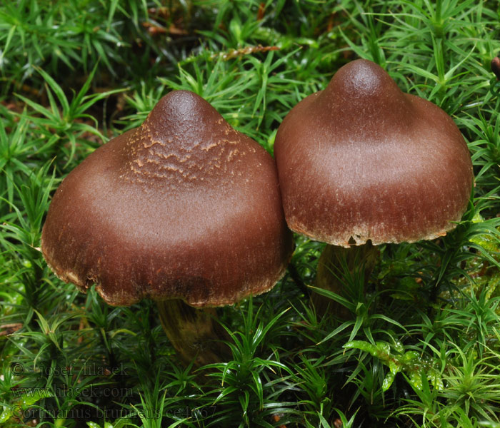 Pavučinec hnědý Cortinarius brunneus