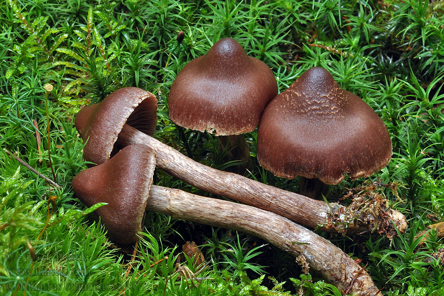 Dunkelbrauner Gürtelfuß Zasłonak brunatny Cortinarius brunneus