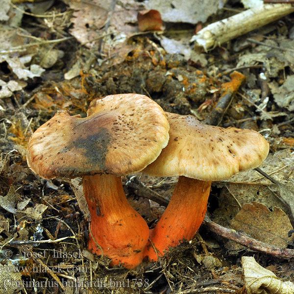 Cortinarius bulliardii Telamonia pseudocolus Pavučinovec Bulliardov Pavučinec Bulliardův Hootfoot Webcap 布里丝膜菌 Bulliards slørhat Cortinaire Bulliard Roodvoetgordijnzwam Vöröslábú pókhálósgomba Feuerfüßige Wasserkopf Zasłonak krwawy bulliarda Паутинник Бюльяра Rdečebetna koprenka