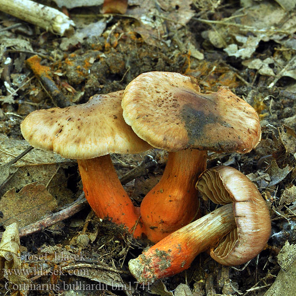 Cortinarius bulliardii bm1741