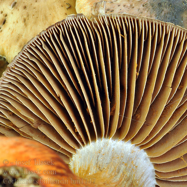 Cortinarius bulliardii bm1747