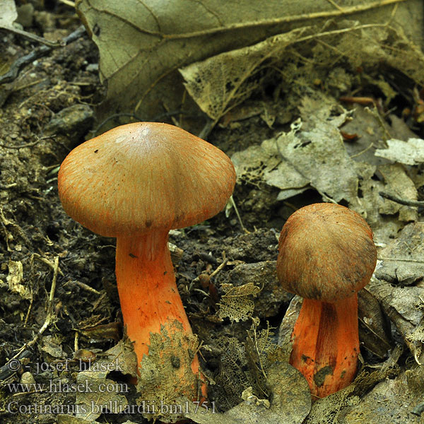 Feuerfüßige Wasserkopf Zasłonak krwawy bulliarda Паутинник Бюльяра Rdečebetna koprenka Cortinarius bulliardii Telamonia pseudocolus Pavučinovec Bulliardov Pavučinec Bulliardův Hootfoot Webcap 布里丝膜菌 Bulliards slørhat Cortinaire Bulliard Roodvoetgordijnzwam Vöröslábú pókhálósgomba