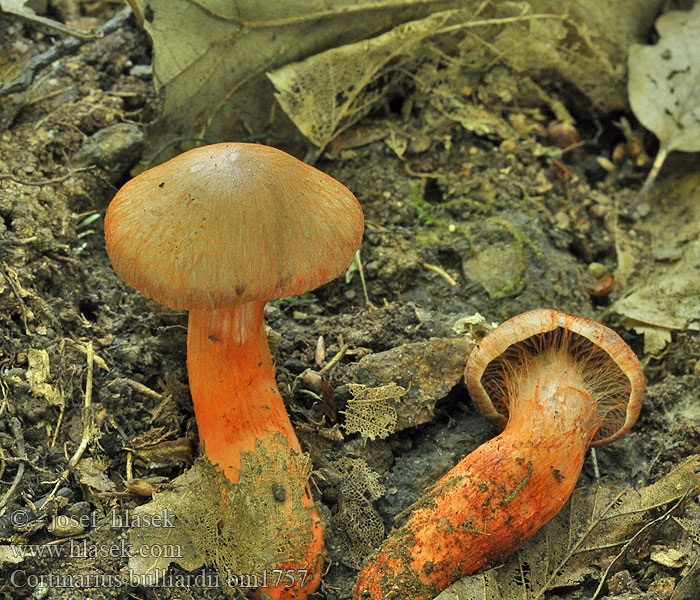 Rdečebetna koprenka Cortinarius bulliardii Telamonia pseudocolus Pavučinovec Bulliardov Pavučinec Bulliardův Hootfoot Webcap 布里丝膜菌 Bulliards slørhat Cortinaire Bulliard Roodvoetgordijnzwam Vöröslábú pókhálósgomba Feuerfüßige Wasserkopf Zasłonak krwawy bulliarda Паутинник Бюльяра