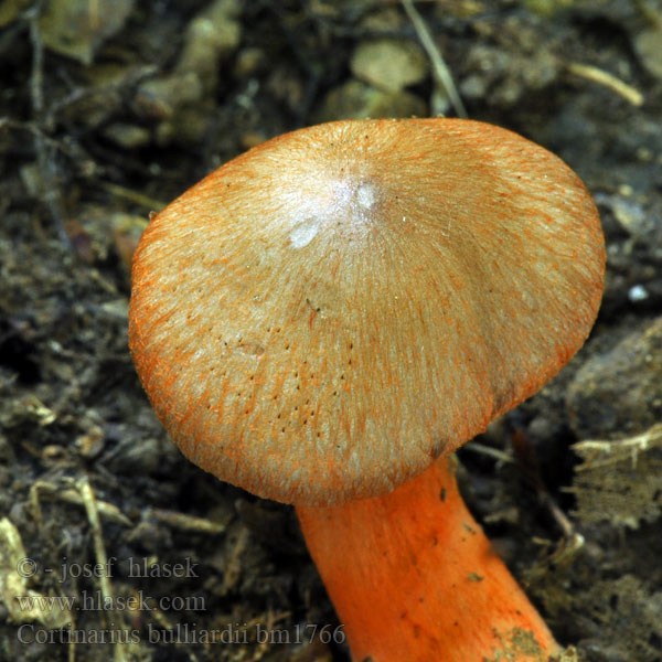 Cortinarius bulliardii bm1766