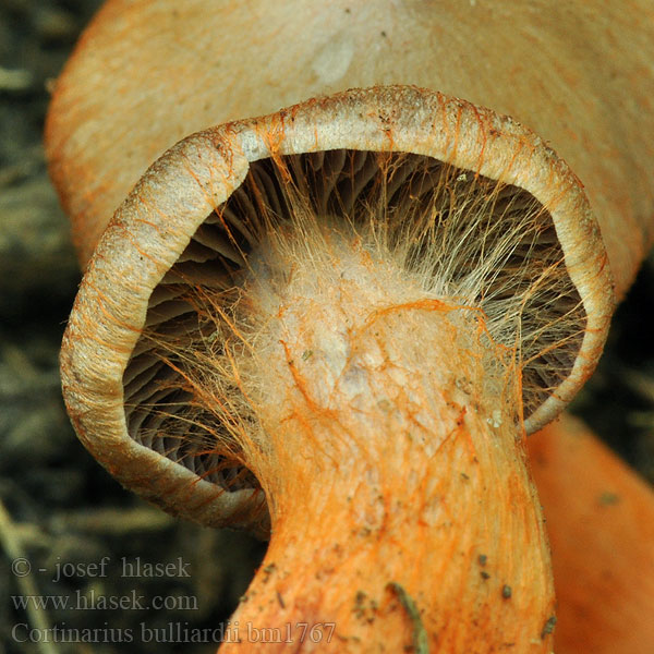 Cortinarius bulliardii bm1767