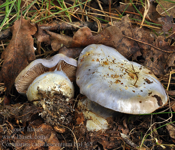 Cortinarius_caerulescentium_bp1365