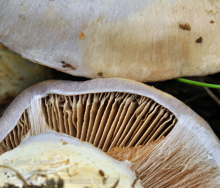 Munkspindling Krattslørsopp Паутинник голубоватый Cortinarius caerulescentium Pavučinec bledolilákový Graublättriger Klumpfuss Weißockerlicher Klumpfuß