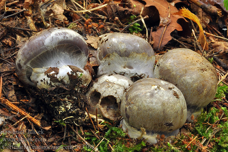 Cortinarius caesiocanescens Pavučinec bělošedý Violettgrauer Klumpfuß