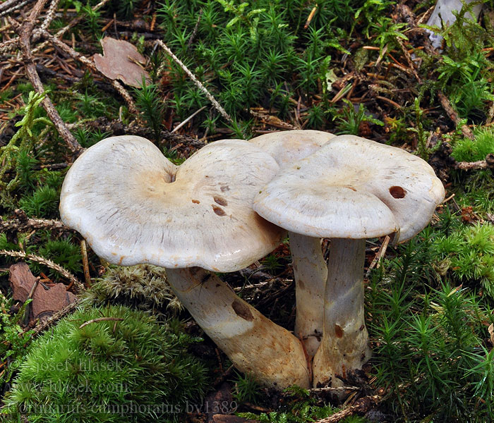 Cortinarius camphoratus Pavučinec kafrový Bocks-Dickfuß Bocksdickfuß