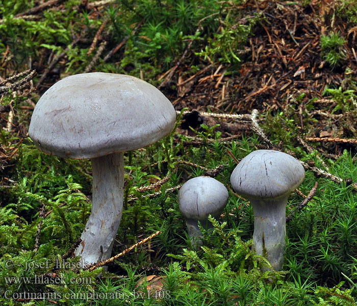 Cortinarius camphoratus Pavučinec kafrový