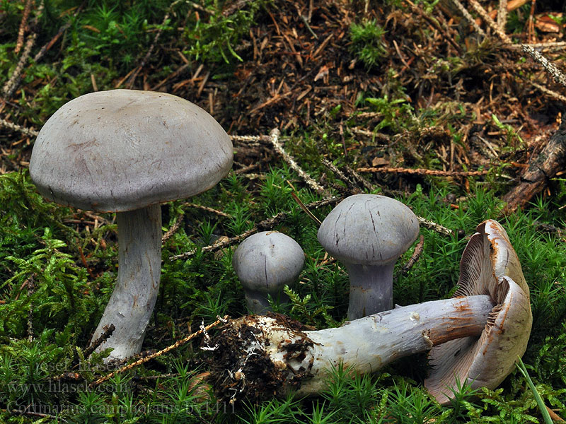 Cortinarius camphoratus Bocks-Dickfuß Bocksdickfuß