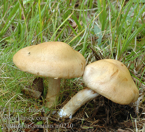 Cortinarius caninus aj0210