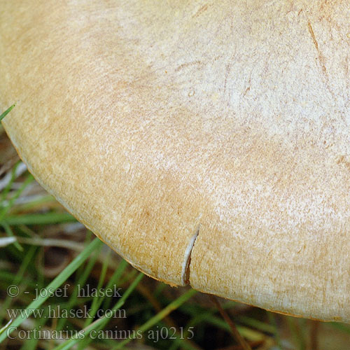 Cortinarius caninus aj0215