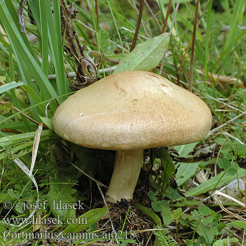 Cortinarius caninus aj0218