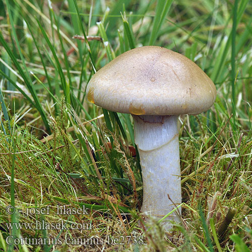 Cortinarius caninus be2738