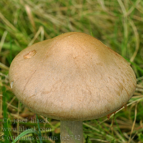 Cortinarius caninus be2742