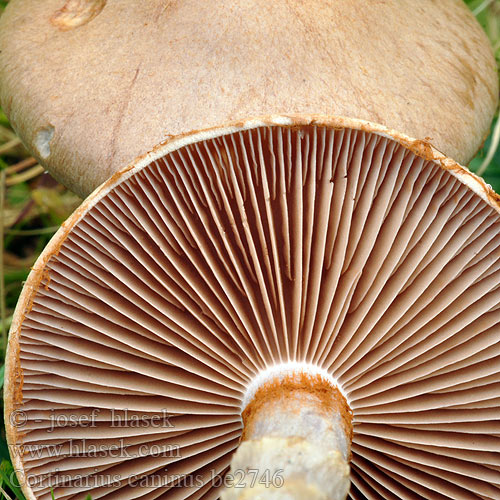 Cortinarius caninus be2746