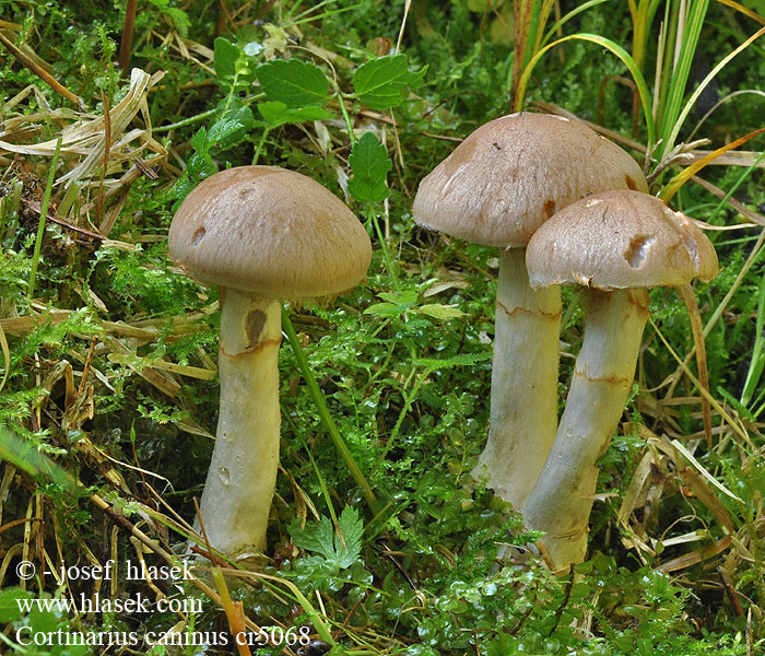 Pavučinec psí Cortinarius caninus