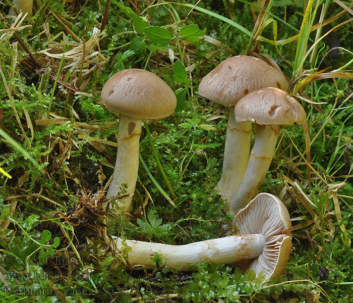 Pasja koprenka Gran-slørhat Cortinarius caninus