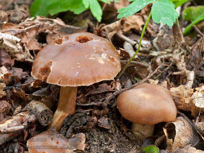 Cortinarius castaneus Pavučinec červenokaštanový