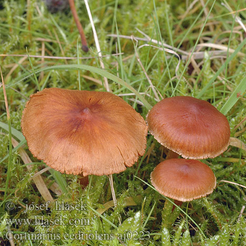 Cortinarius cedriolens parvannulatus Kragspindling Krageslørsopp Cederhoutgordijnzwam Kleinberingter Gürtelfuss