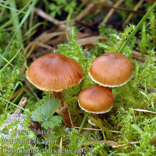 Cederhoutgordijnzwam Kleinberingter Gürtelfuss Cortinarius cedriolens parvannulatus Kragspindling Krageslørsopp