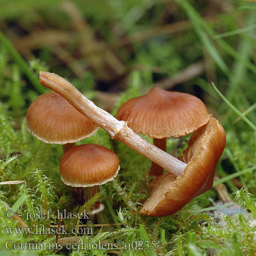 Kleinberingter Gürtelfuss Cortinarius cedriolens parvannulatus Kragspindling Krageslørsopp Cederhoutgordijnzwam