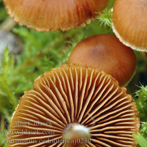 Cortinarius parvannulatus cedriolens Kragspindling Krageslørsopp Cederhoutgordijnzwam Kleinberingter Gürtelfuss