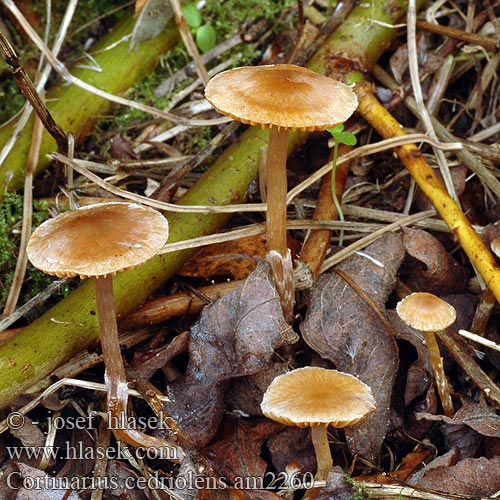 Kragspindling Krageslørsopp Cederhoutgordijnzwam Kleinberingter Gürtelfuss Cortinarius parvannulatus cedriolens