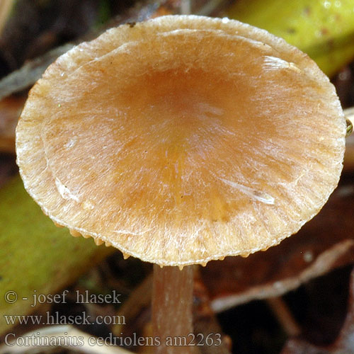 Cortinarius cedriolens am2263