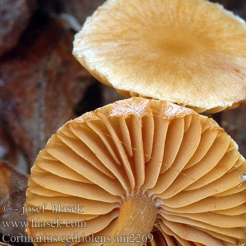 Cederhoutgordijnzwam Kleinberingter Gürtelfuss Cortinarius parvannulatus cedriolens Kragspindling Krageslørsopp