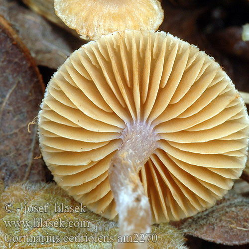 Kleinberingter Gürtelfuss Cortinarius parvannulatus cedriolens Kragspindling Krageslørsopp Cederhoutgordijnzwam