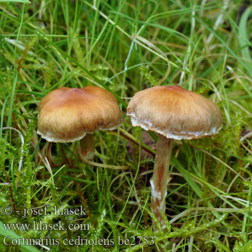 Cortinarius cedriolens be2753