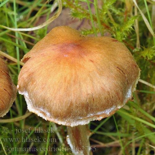 Cortinarius cedriolens be2755