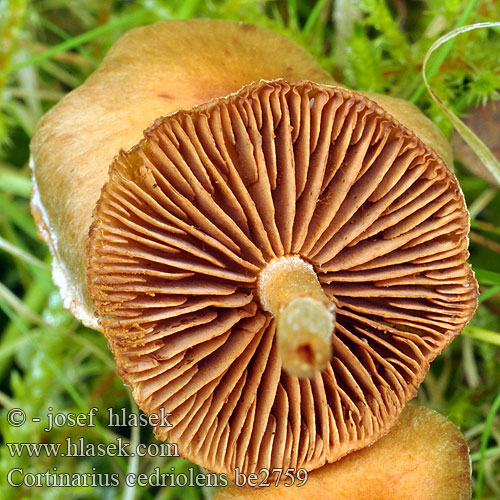 Cortinarius cedriolens be2759