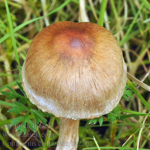 Krageslørsopp Cederhoutgordijnzwam Kleinberingter Gürtelfuss Cortinarius parvannulatus Kragspindling