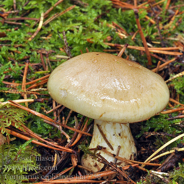 Cortinarius cephalixus bm7756