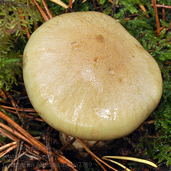 Cortinarius cephalixus bm7759