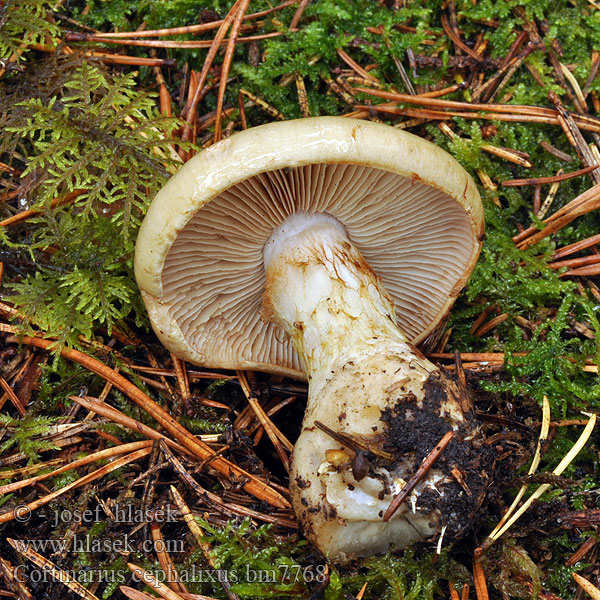 Cortinarius cephalixus bm7768