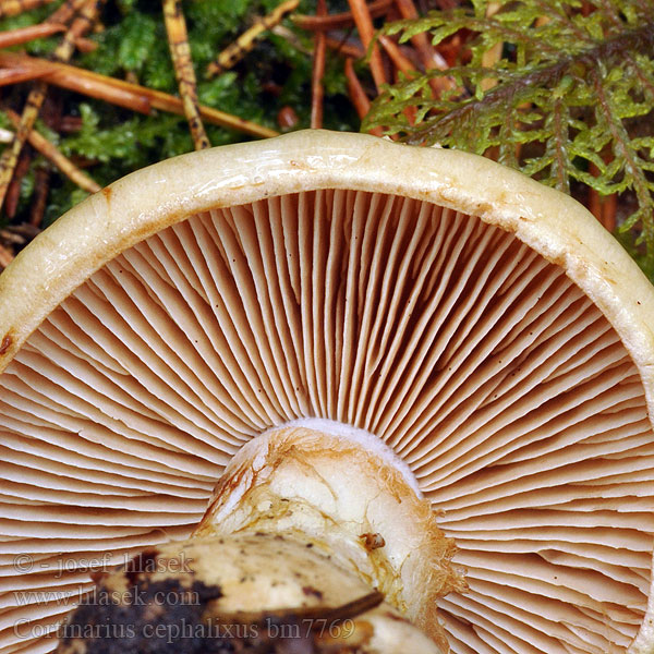 Cortinarius cephalixus bm7769