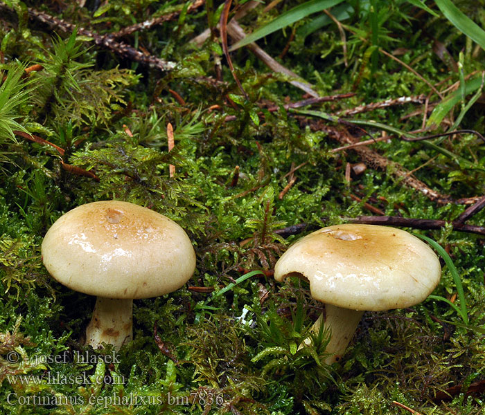 Cortinarius cephalixus bm7836