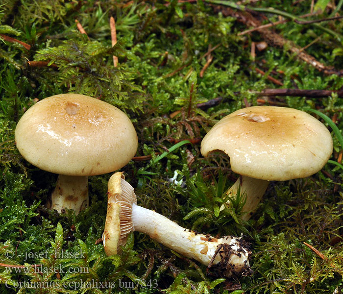 Cortinarius cephalixus bm7843