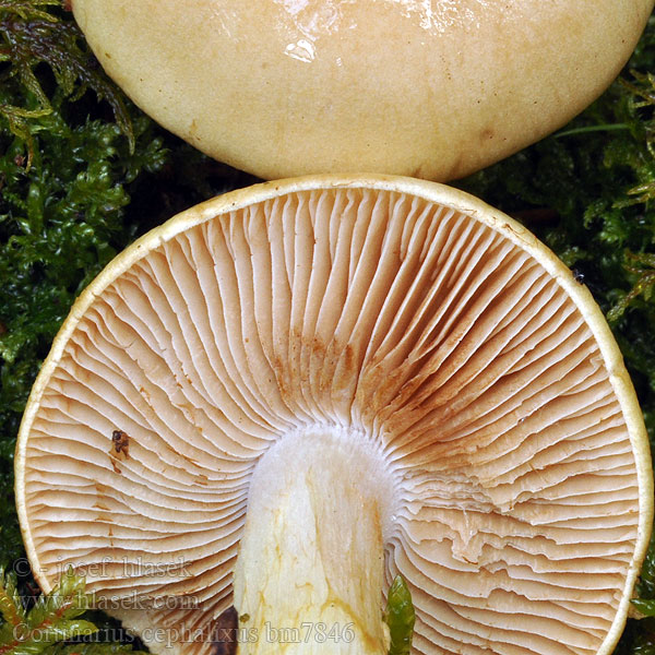 Cortinarius cephalixus bm7846