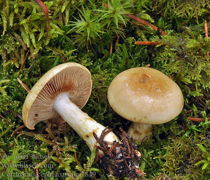 Cortinarius cephalixus bm7849