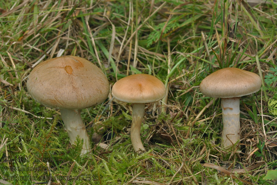 Pavučinec hlenohlavý Cortinarius cephalixus